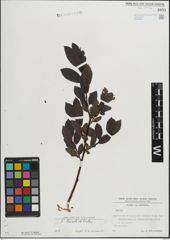 Foto von Salix mielichhoferi Saut.